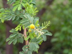 Acacia nilotica