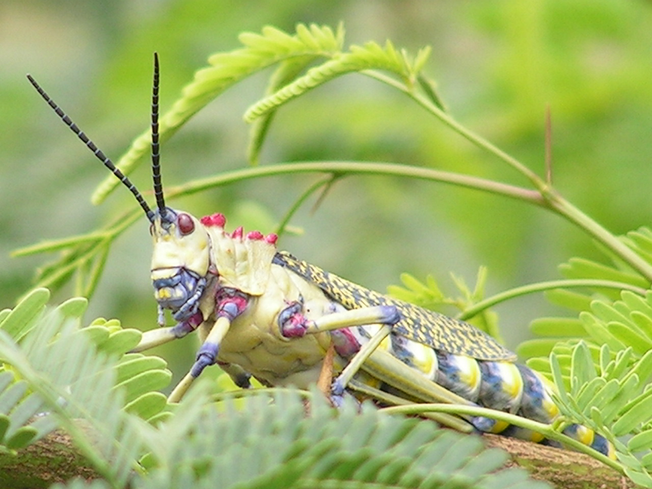 Colorful Grasshopper