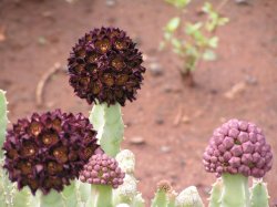 Flowering Succulent