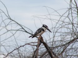 Pied King Fisher