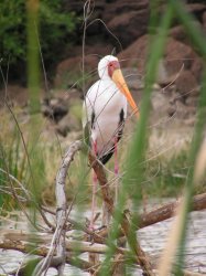 Yellow Billed Stork