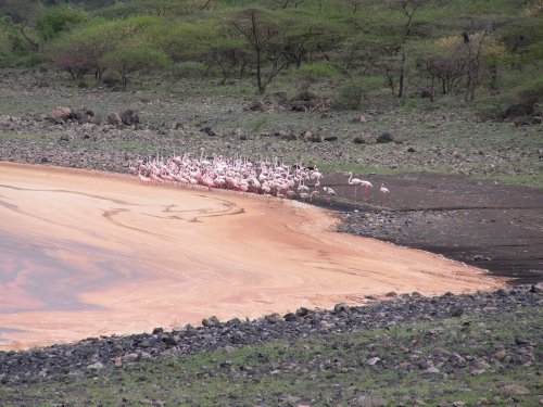 Flamingos and mysterious brown foam