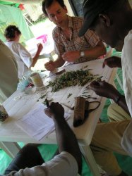 Chris and Joseph Mugambi sorting through Acacia thorns