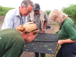 Entomology team looking, looking