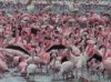 Flamingo Behavior