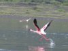 Flamingo Flight