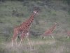 Giraffes running